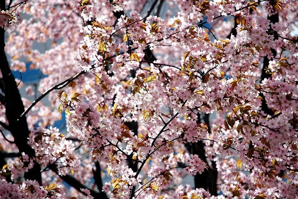 Ms Studio Higashikawa Japan